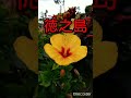 徳之島/ハナハナ、はな🌺花🌸【癒し】shorts