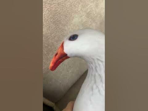 ГУСЬ от БЛОПТОП - YouTube