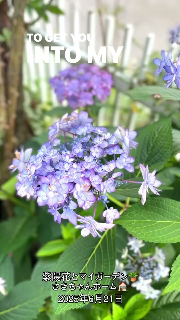SD】2025年6月21日 ‼️紫陽花の花が咲き出しています。 #flowers