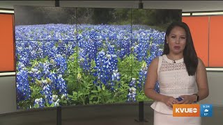 Take This Job: TXDOT's Wildflower Program