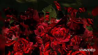 День Роз! 🌹🌹🌹С Днём   Красивых Роз! 🥀🥀🥀