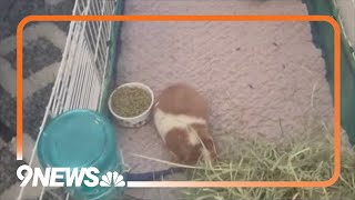 500 guinea pigs living in 'deplorable' conditions rescued from breeder
