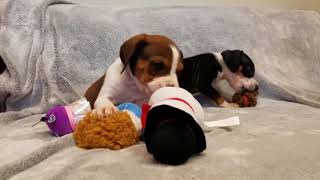 Giving TOYSday THANKS by AshevilleHumane 208 views 5 years ago 45 seconds