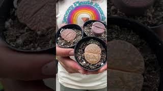 How To Care for Lithops or Living Stones