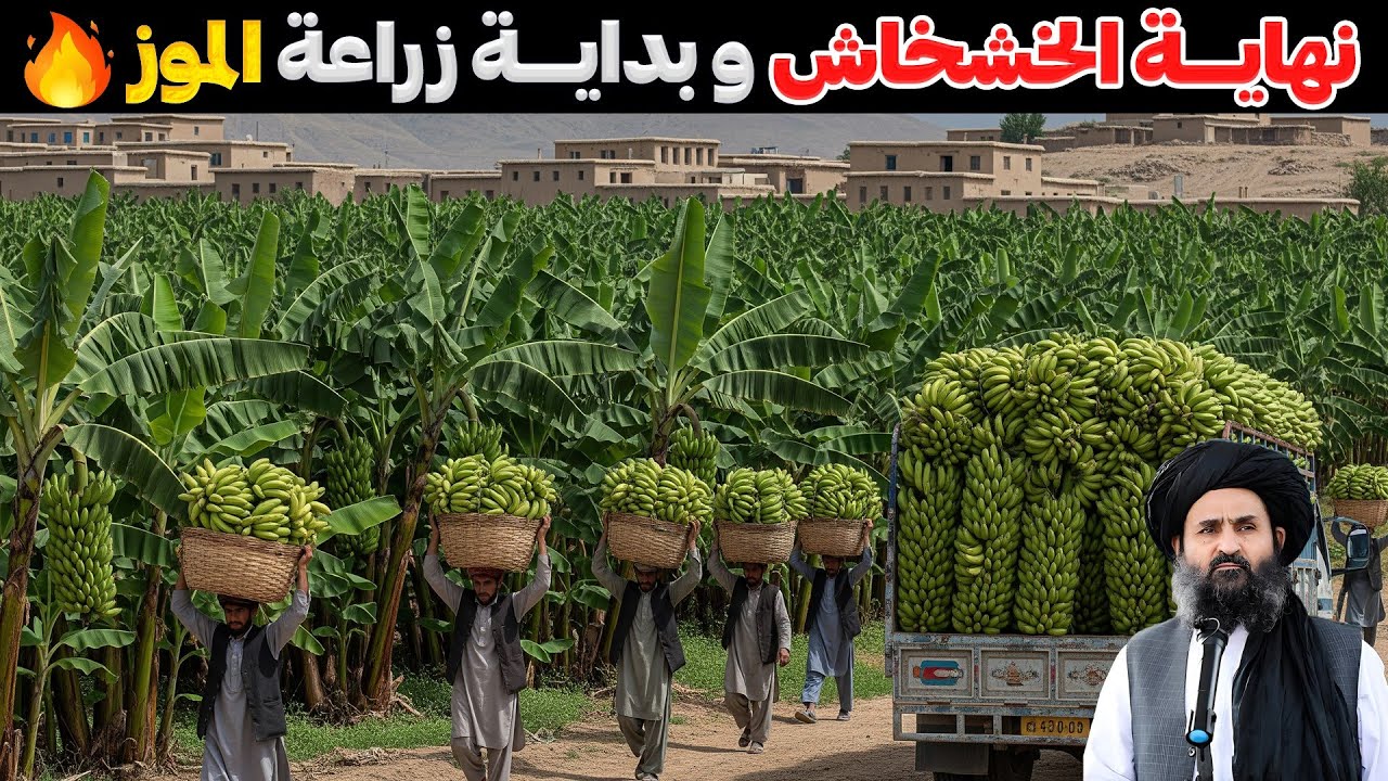 أفغانستان تزرع الموز وتكسر الاعتماد على باكستان