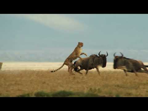 The Way of the Cheetah - Big Cat Month