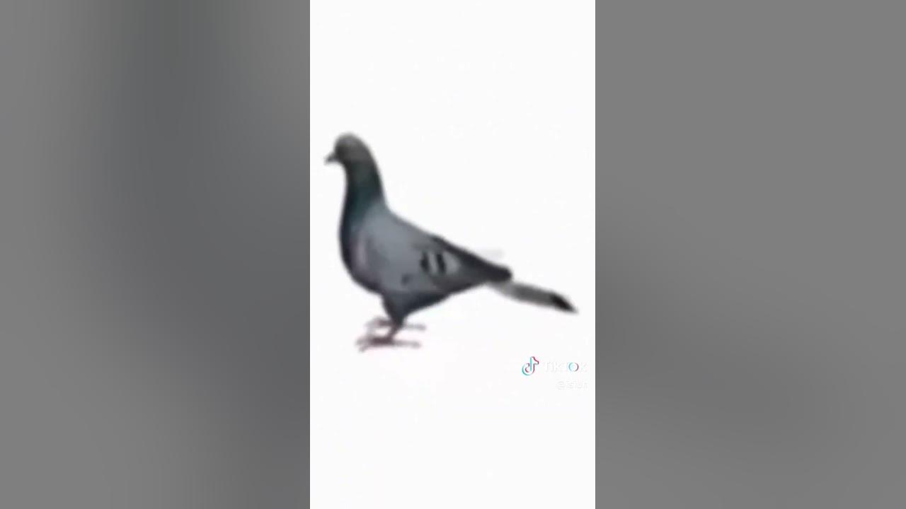 shimi shimi ay - YouTube