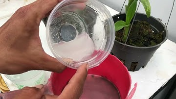 Nước vo gạo có kích rễ cây lan được hay không và cái kết cuối cùng...