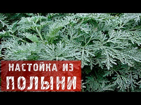 Как сделать настойку полыни в домашних условиях