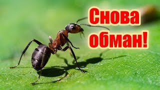 Этим Способом от Муравьев не Избавиться!