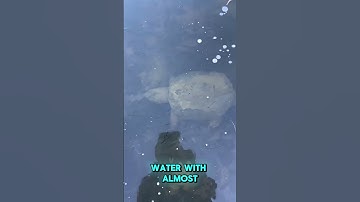 Watch how turtles hibernate under ice!