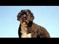 Perro de Aguas Portugues (Portuguese Water Dog) - Raza de Perro の動画、YouTube動画。