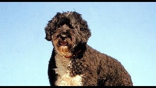 Perro de Aguas Portugues (Portuguese Water Dog) - Raza de Perro