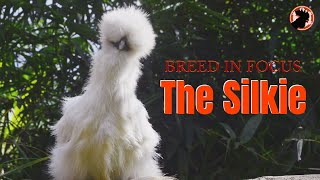 The Silkie Chicken | Appearance, Personality, and Management | Breed in Focus