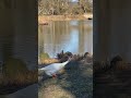 Гуси -лебеди …