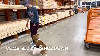 Best Dog Training, Toledo Ohio! 6 month old “Super Mutt”, Newton!