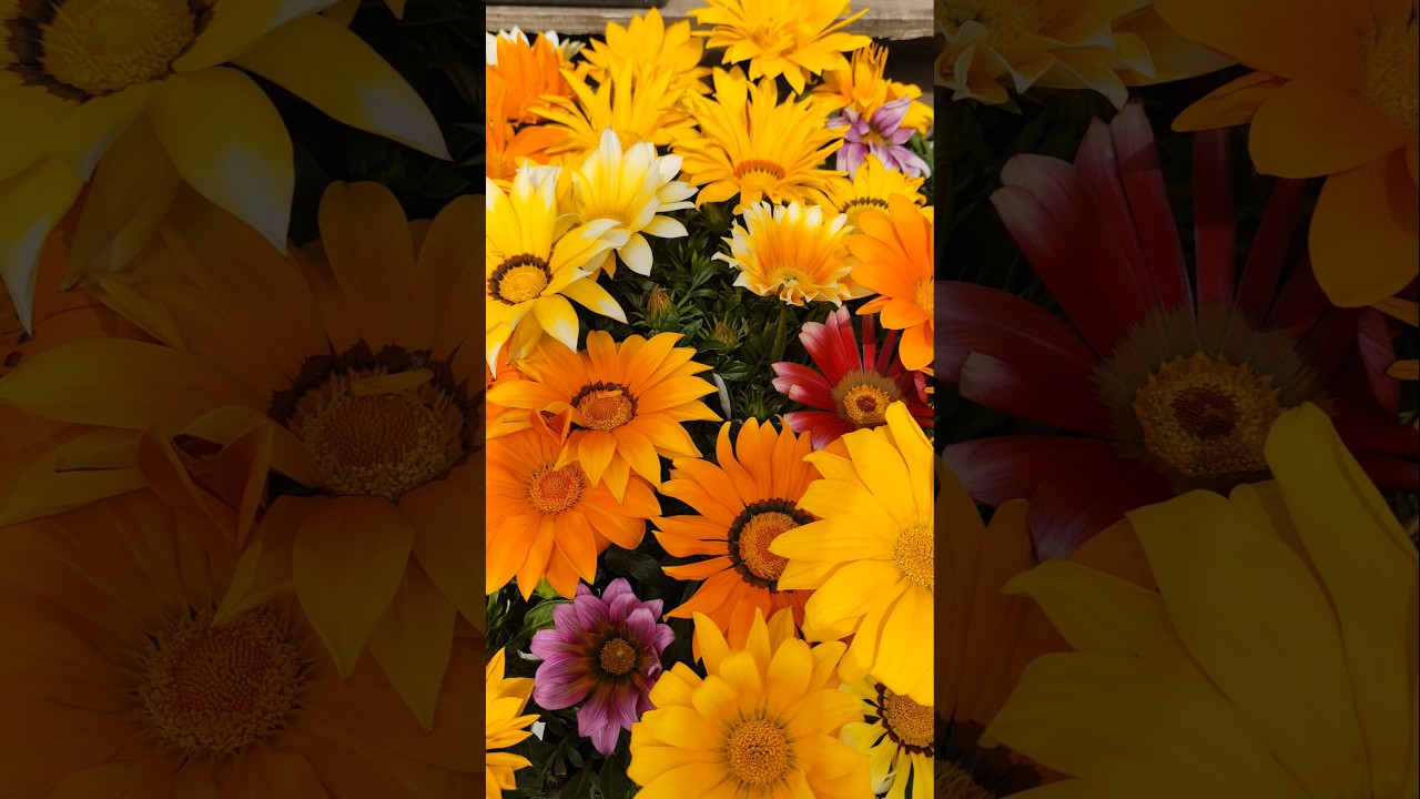 Flower #springseason #shorts #short