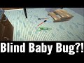 Blind Baby Bug!!! (Who's Your Daddy)