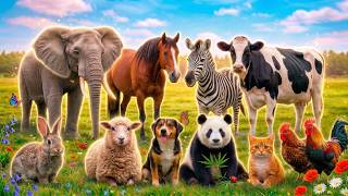 50 Cute Animal Sounds Cat, Cow, Elephant, Lion, Dog, & Sheep Sounds For Kids