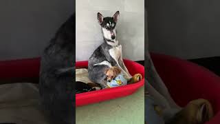 Miracle Of Dying Husky Coming Back To Life #Rescuedog #Husky #Huskylovers