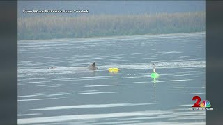 2 humpback whales entangled near Juneau reported to NOAA