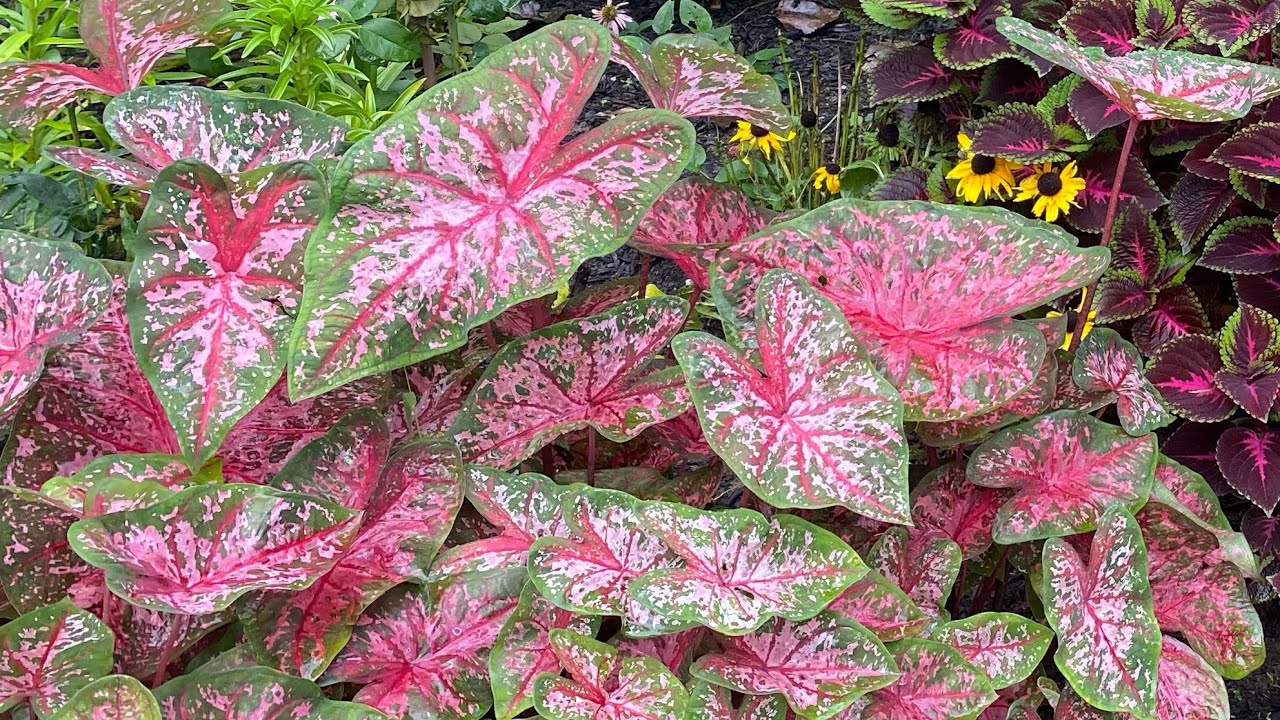 How to plant caladium bulbs YouTube