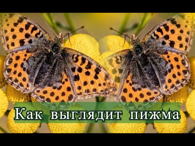 Как выглядит пижма