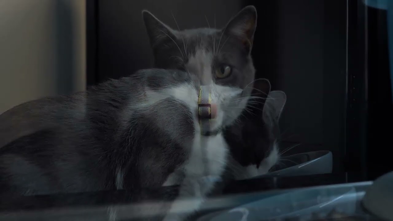 Tamil folks tv Calm your cat with relaxing music