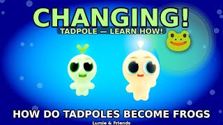 How Do Tadpoles Become Frogs? 🐸💧 Magical Transformation! | Lumie & Friends