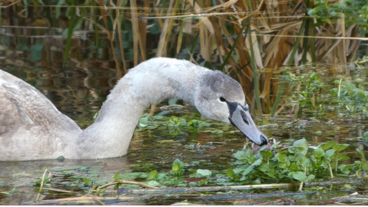 Cute young mute swan grabs some aquatic plants for lunch. Birds of Ireland. Dublin, Royal Canal.