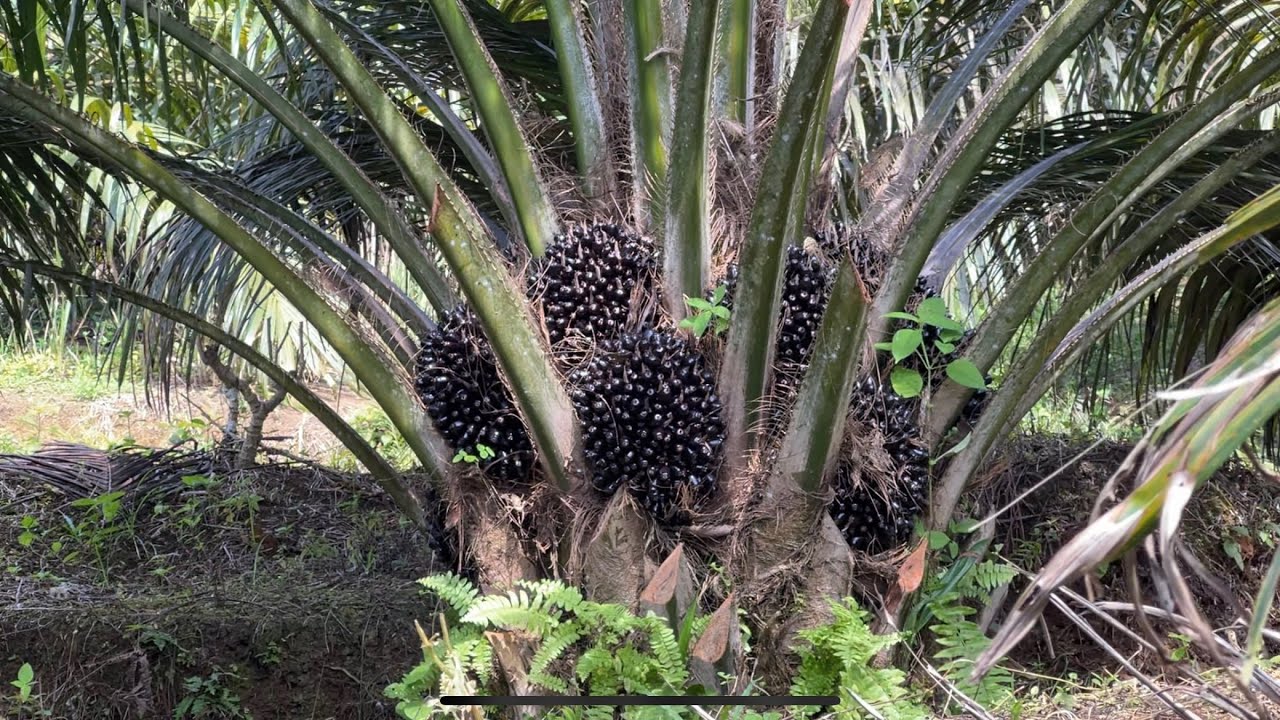 Sriwijaya sk5 umur 3tahun 9bulan. Bibit unggul kelapa sawit