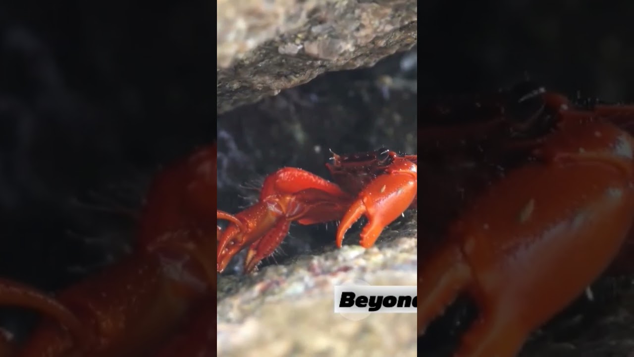 Red Crab Battle: The Ultimate Claw Showdown – Nature’s Fiercest Fight! 🦀🔥