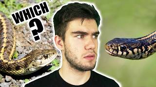 Wandering Garter Snake vs the Plains Garter Snake!