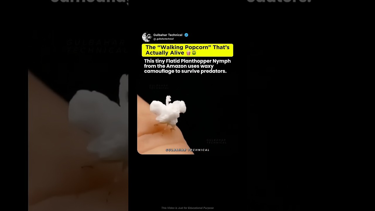 Walking Popcorn? | The Amazon Creature You Won’t Believe Exists 🍿🔥