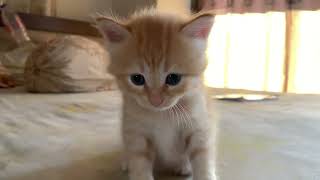Cute Persians | My Cute Persians by Persian Cat 137 views 10 months ago 4 minutes, 17 seconds