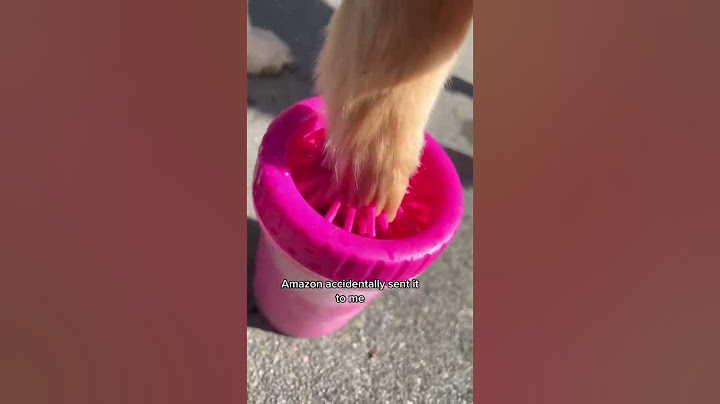 #youtubeshorts #goldenretriever #swimmingdog #doglover #activedogs #shorts