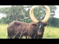 Big African Cows Love Ankole Cows