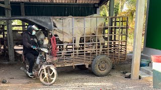 ដើរមើលគោច្រើនប្លង់បានមួយ