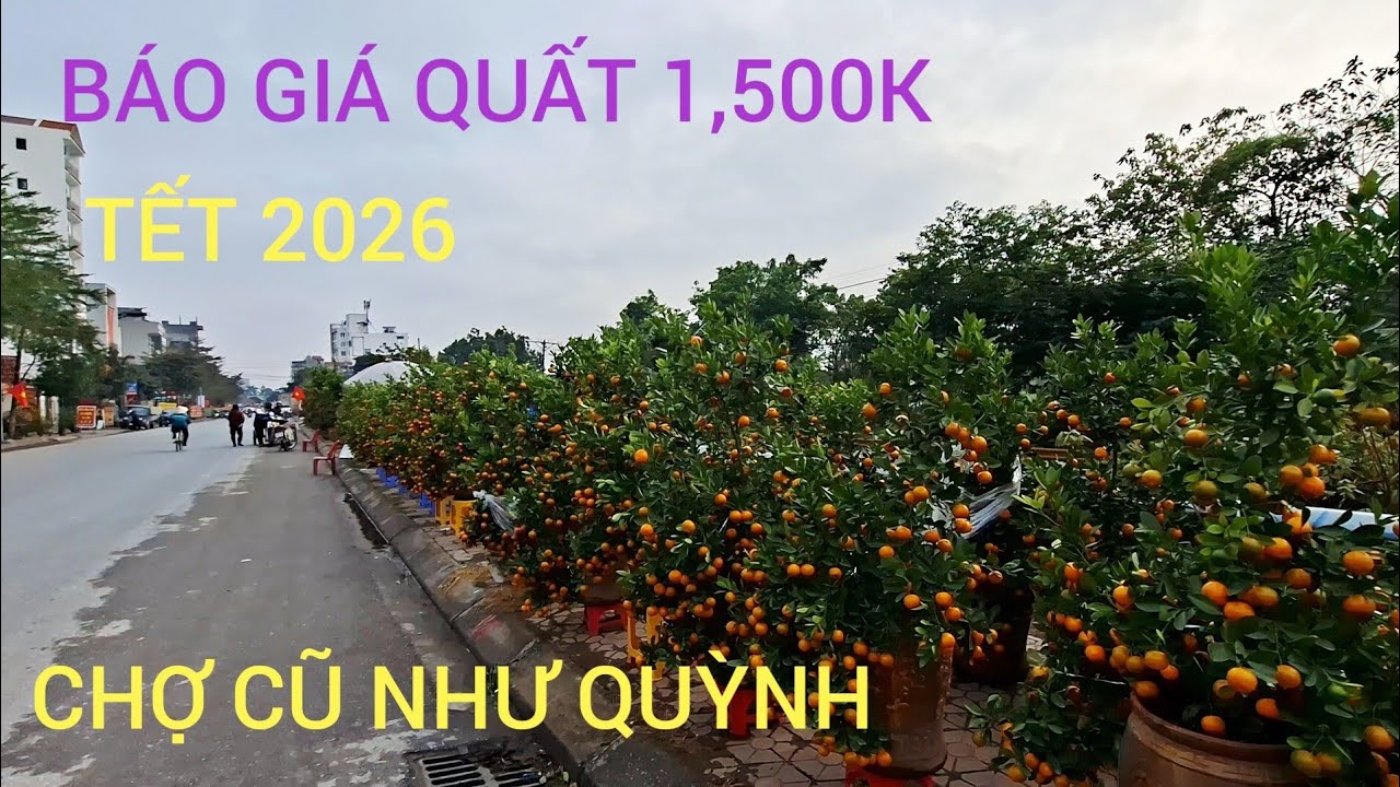 BÁO GIÁ QUẤT CHUM TẾT 2026 GIÁ 1,500K NHƯ QUỲNH HƯNG YÊN 