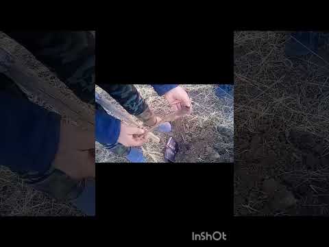 Ищем старинное.#россия,#клад,#shorts,#чиндалей,#клады,#металлоискатель,#коппостарине,#металокоп,#топ