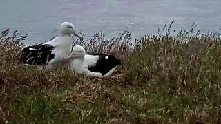 Royal Albatross ~Happy together again! LGL returned after on day 12th. ~5:33 am 2020/12/20