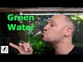 How to make green water  perfect live food for baby fish