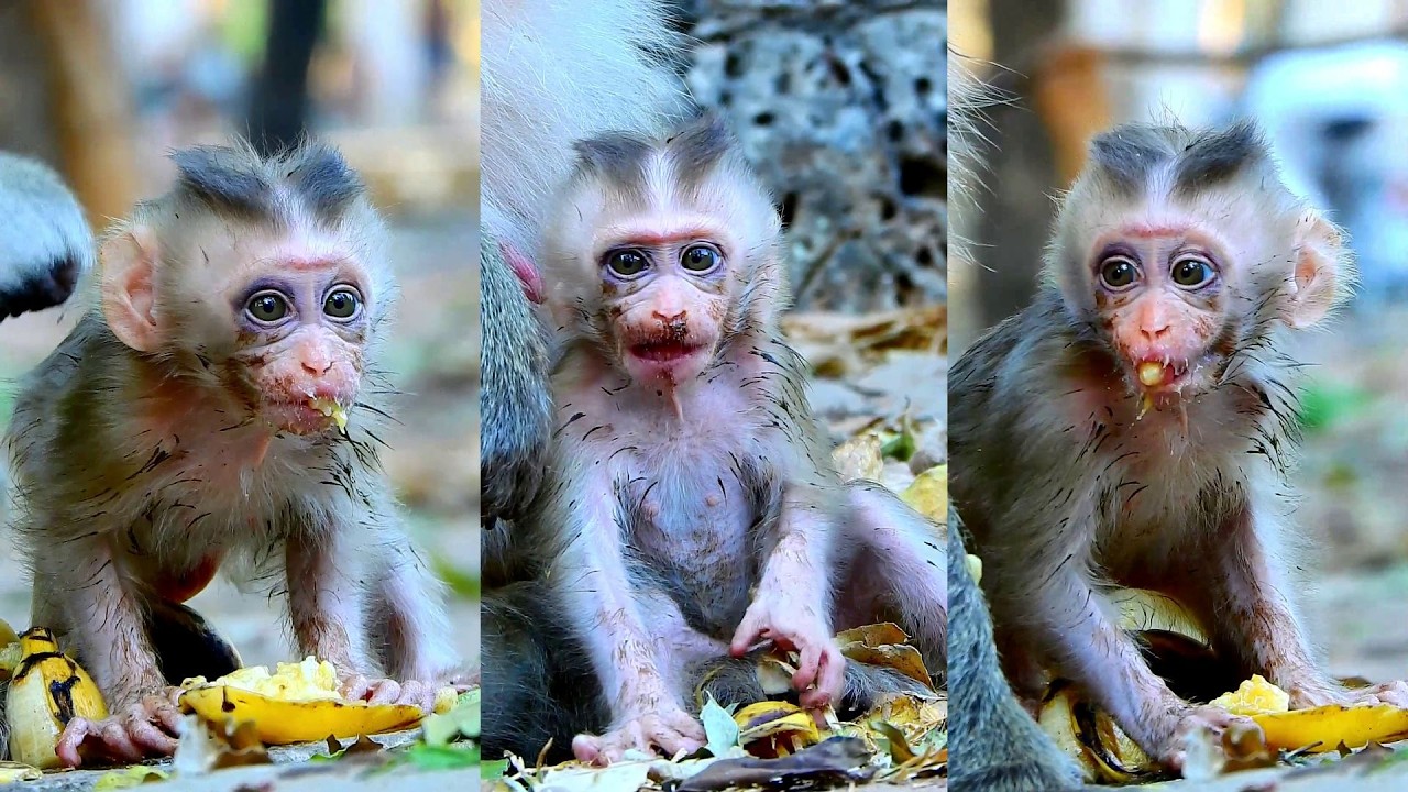 Adorable Boris asks for eating when mum allows him go walking.