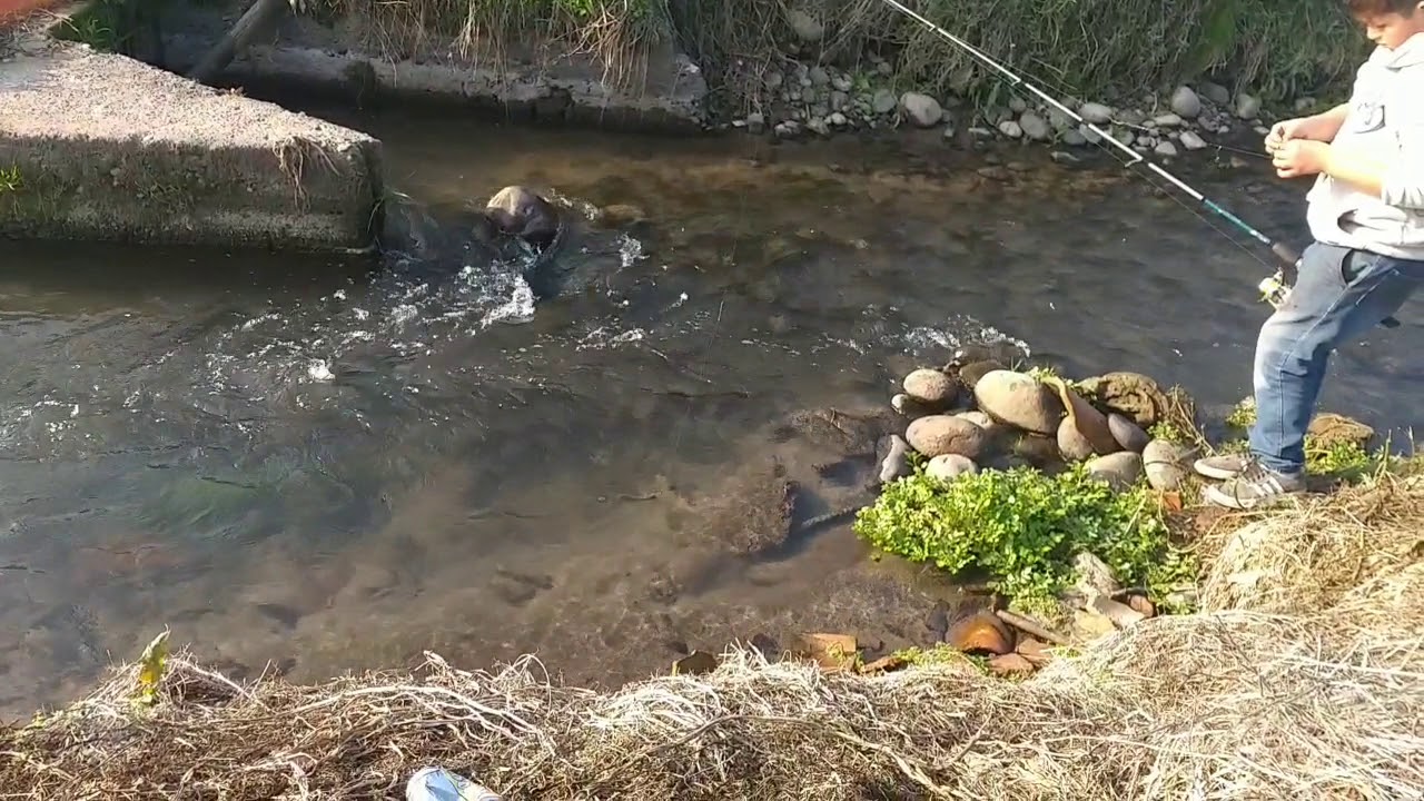 Super pesca de mini pejerreyes y mini truchas