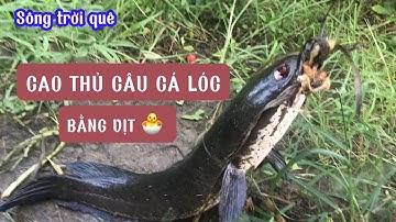 CAO THỦ CÂU CÁ LÓC BẰNG VỊT 🐣 @songtroique758