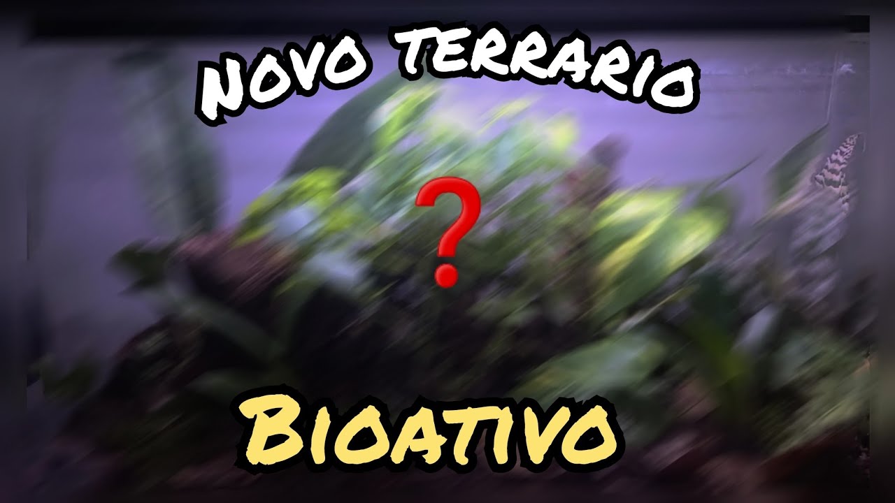 montando terrario bioativo para anfíbios do zero, antes e depois