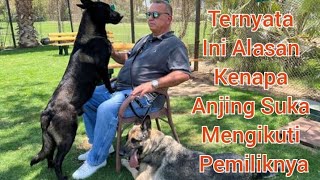 Ternyata Ini Alasan Kenapa Anjing Suka Mengikuti Pemiliknya