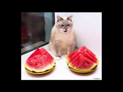 blini-cat-compilation