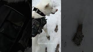 Akita Inu Forest Adventure