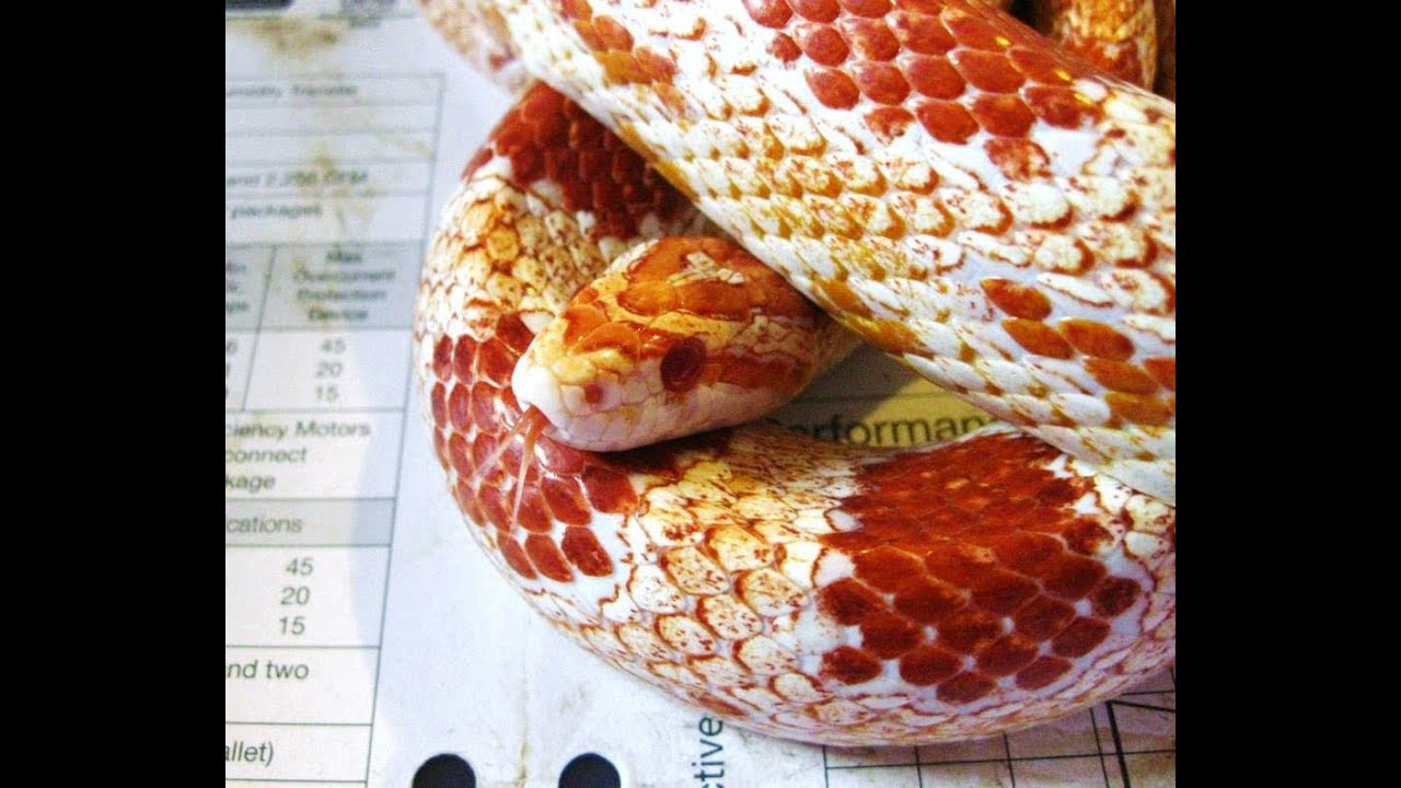 corn snake morphs Snake Updates (sorry its been so long!)